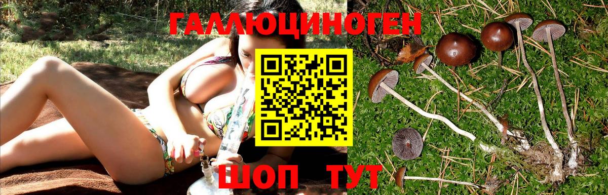 Галлюциногенные грибы Psilocybe Артём