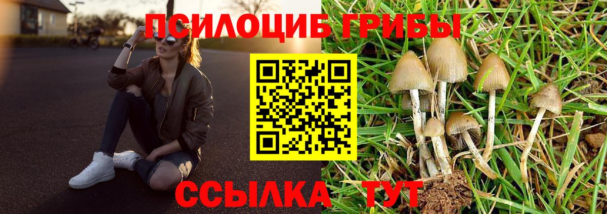 Галлюциногенные грибы Psilocybe  Артём 